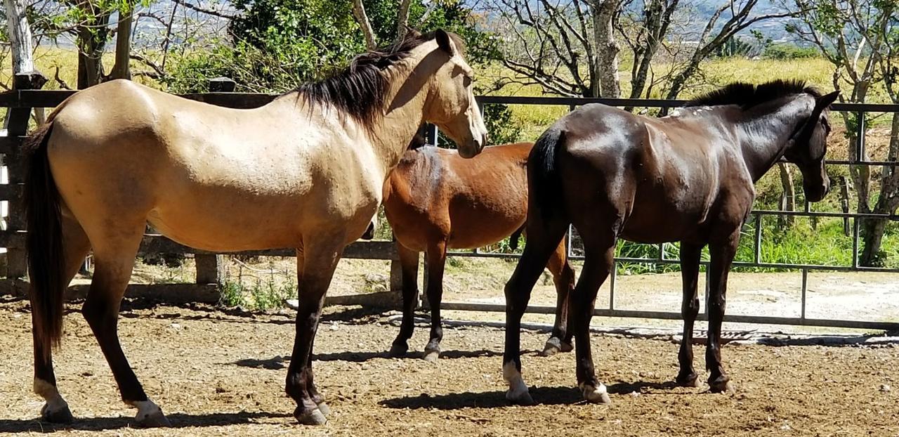 Hotel Hacienda El Rodeo Vueltas Exteriör bild